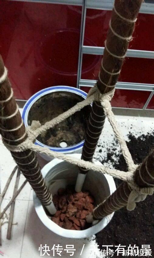 自制绿萝三脚架,6步就完成,绿萝分分钟长成绿瀑布