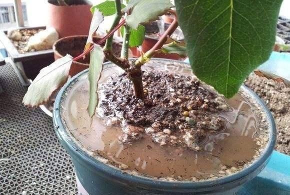如果你经常这样浇花那你一辈子也养不好花种什么都不旺