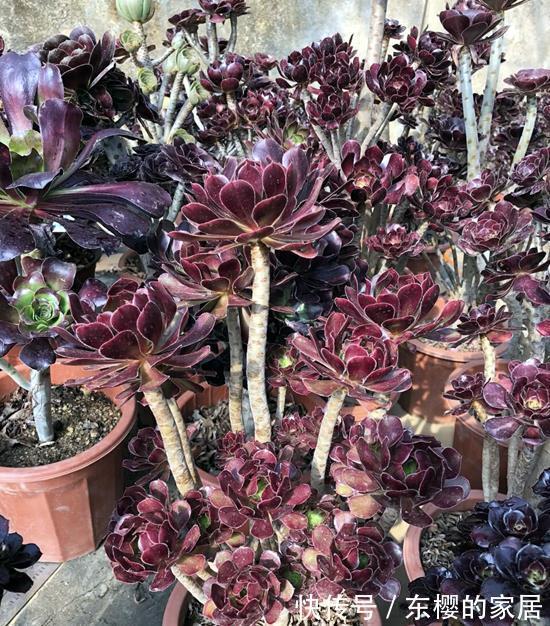 法师|多肉黑法师如何通过砍头一变多