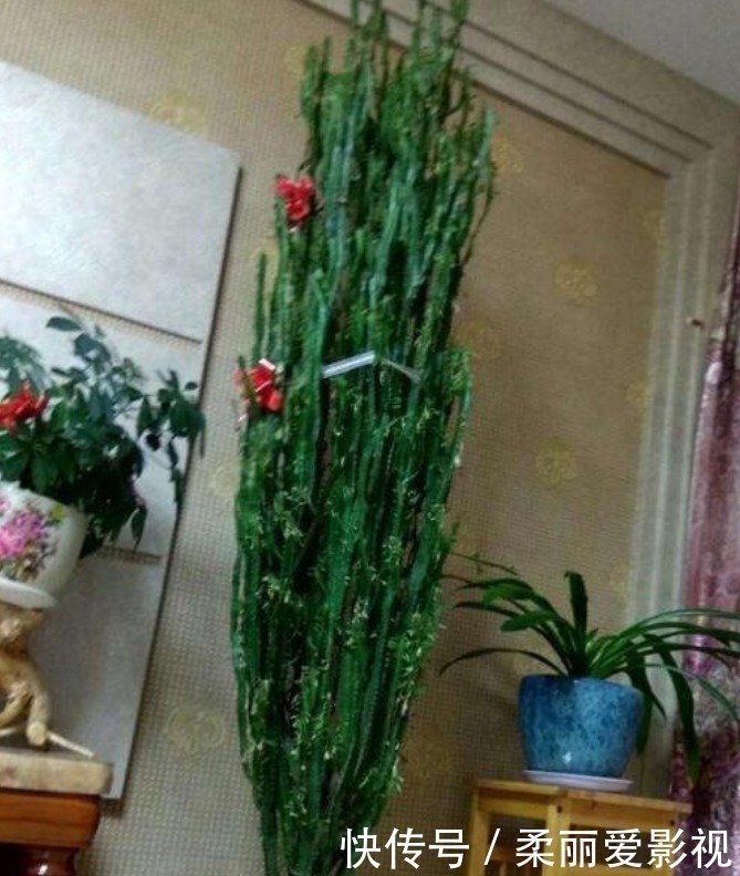 阳台上|最适合新手养的4种花,镇宅又旺财,家里更清新,养在客厅上档次