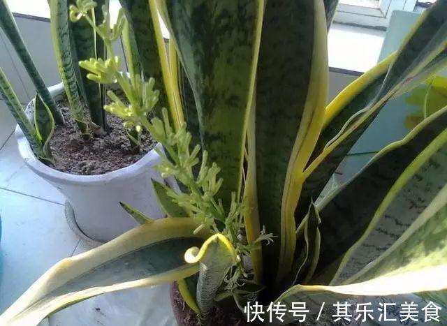 养虎皮兰，记住这一关键点，叶片饱满壮实，一次冒10芽，长爆盆