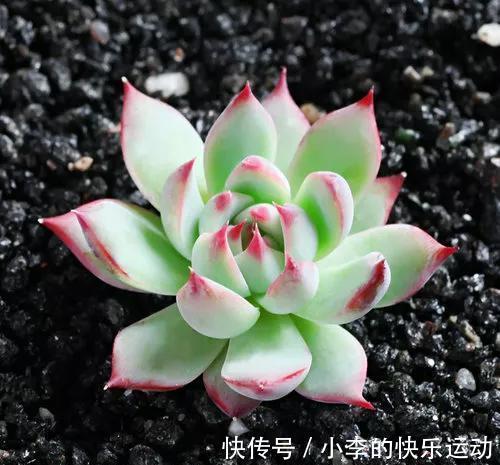 养多肉有技巧,做好四件事,一年能长5厘米,爆满整个花盆