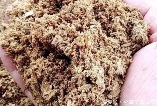 君子兰叶子长得好看,花盆里加2种“材料”,肥力充足!