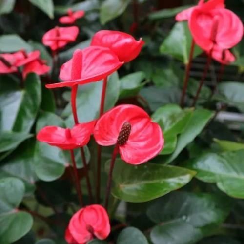 寒潮来袭,10种花最怕冷,抓紧搬回屋,不然只剩盆!