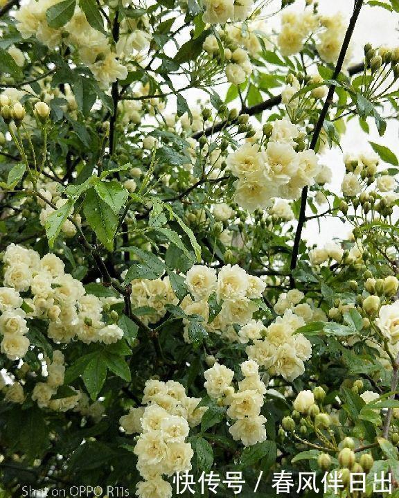 新手|“急性子”的4种花,买回家很快开花,适合新手养