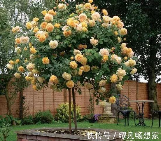 月季养成树，开花一团团，轻松开成大花球，阳台也能养得好！