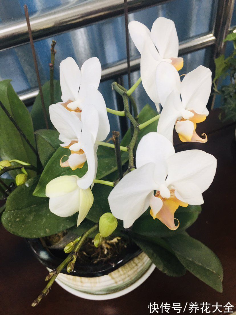 花卉|15种“阴性”花,家里没光适合养,光太强反而长不好