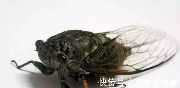 蝉#齐白石的《蝉》为何能拍出8亿天价放大40倍再看,细节决定一切!