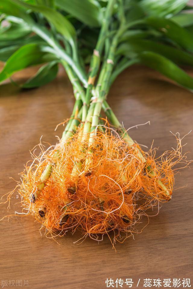 单数|为什么富贵竹“养单不养双”?老阿姨一句话,庆幸自己养对了