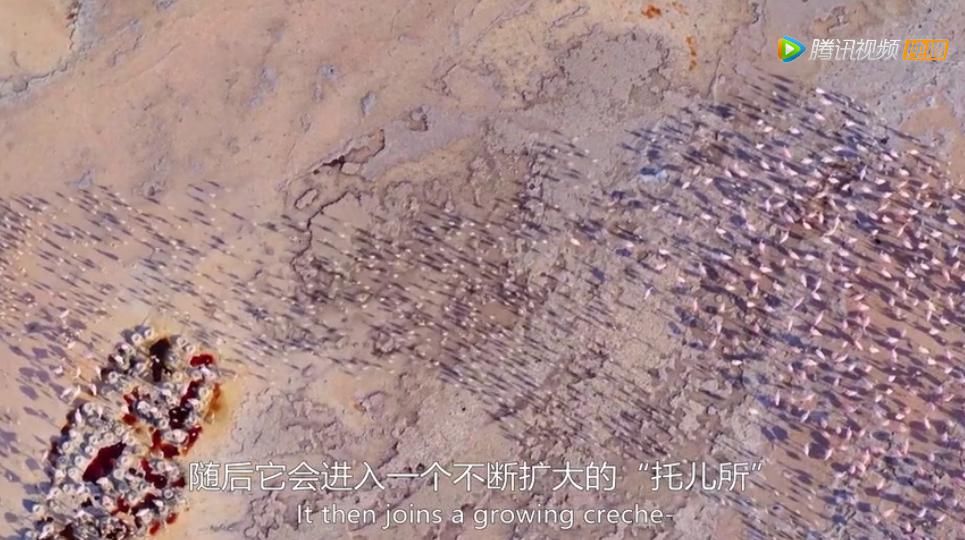 9.8分超惊艳，这神作终于不用找资源，我一口气看完5集