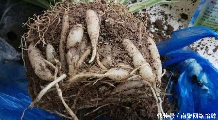 虎皮兰、君子兰、金钱树,用这1种方法,都能养爆盆