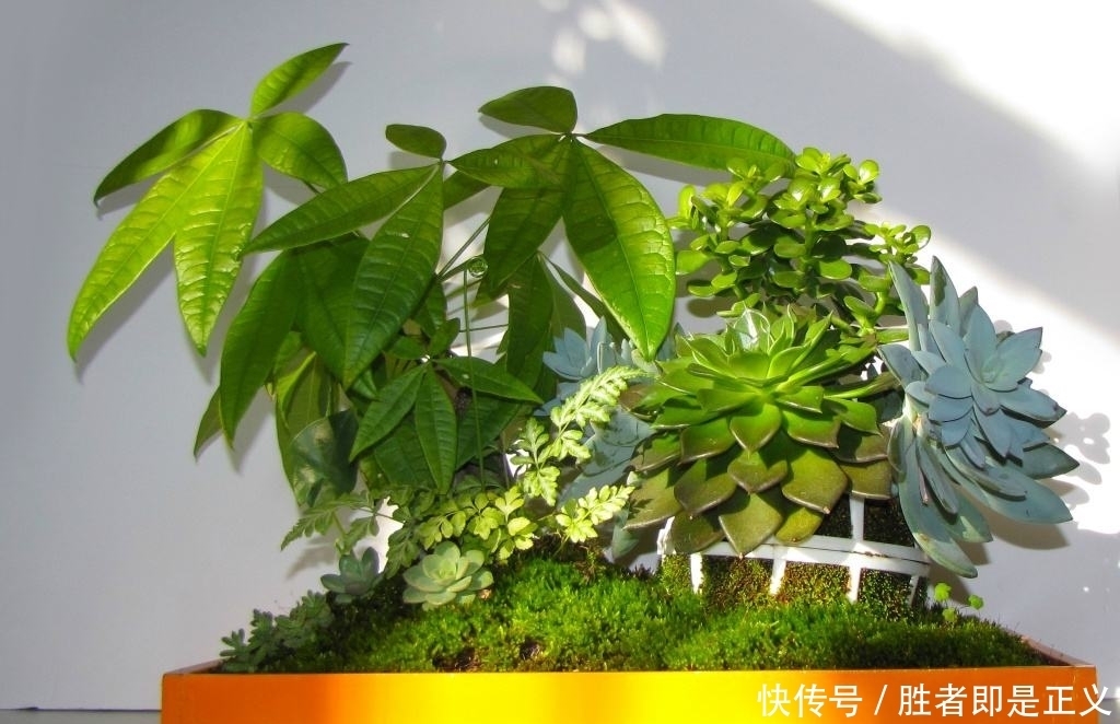 发财树冬天过冬有3怕，避开就能安全过冬！四季常绿净化空气