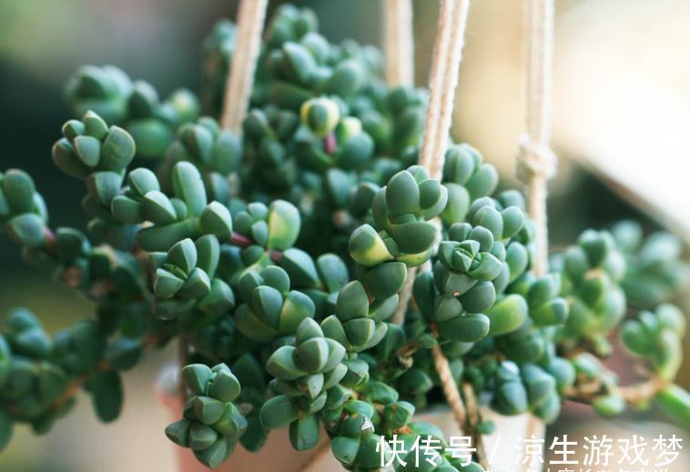 多肉鹿角海棠和劳尔,一个可以打造盆景和赏花,一个出状态后超美