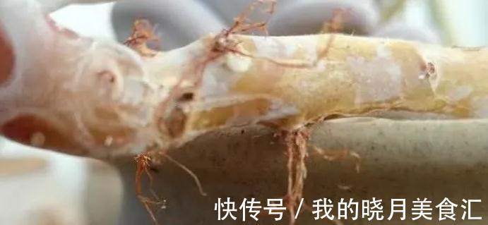 多肉长出气根怎么办,不妨将计就计,为根系打造备胎
