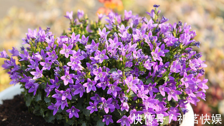 喜欢玫瑰，不如首选珍稀玫瑰“卡罗拉”，花开红如焰火，绚丽典雅