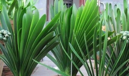 头次见用“它”浇君子兰，怪不得叶子又宽又绿，太实用了