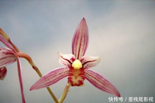 飘香|香味最浓的3种兰花,好养又好看,家里养一盆,满屋都飘香!