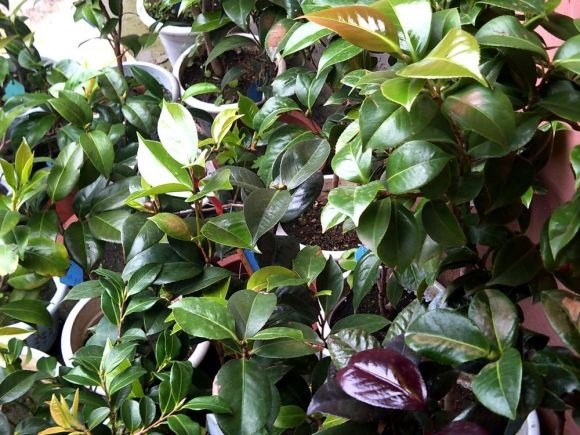 山上一种土，是养花“黄金土”，啥花吃了都疯长！