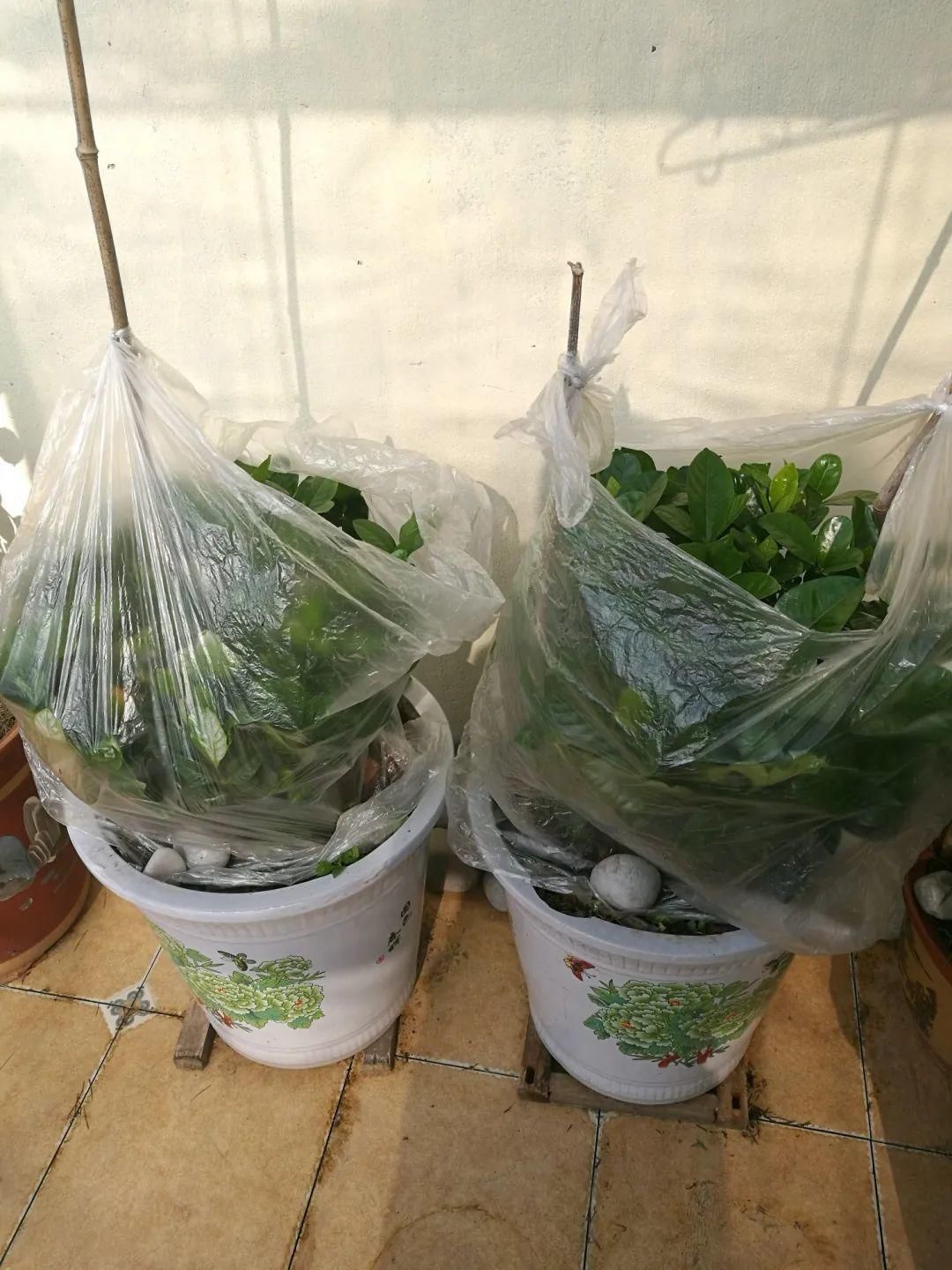 买的花总不活,秘密全在花盆里,搬起来看看才知道