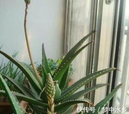 想要芦荟成老桩?知道这个妙招,叶片厚实肥美,几年就成树