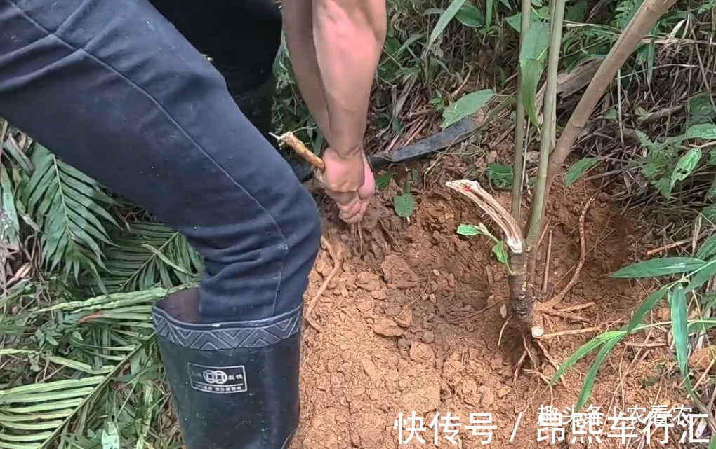 广东地区|价值不输人参,老人拿它泡酒,10元一斤,可不多见