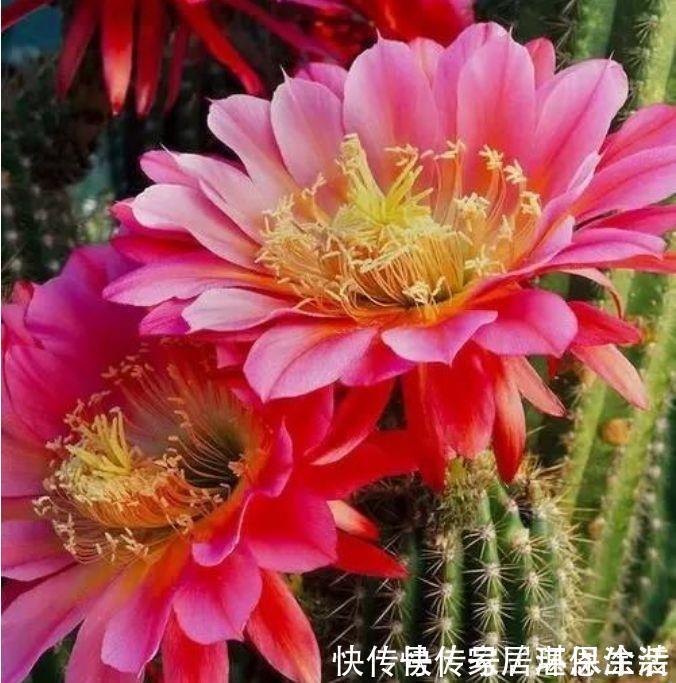 花色|懒人的最爱的5种花,沾土就活,一盆开花上百朵,超漂亮