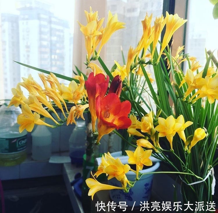 花朵|1种花“了不起”,秋天上盆,冬天花朵“爆盆”,比香水好闻10倍