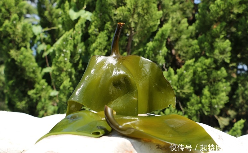 离不开|经常吃海带防辐射,降血脂更是离不开!