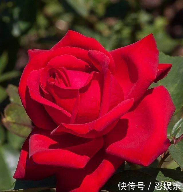 玫瑰怎么养记住5个养殖要求,助你成功养殖好盆栽玫瑰花!