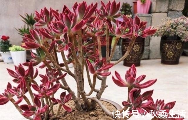 养好多肉植物这些必浇水不能少，间歇水好处最多