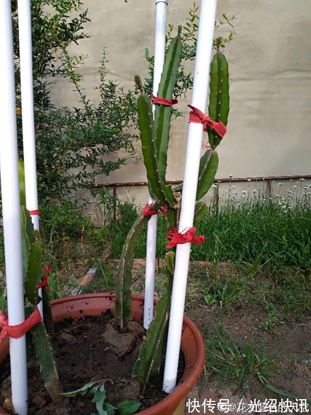 大粗杆插土里，7天生根，当年结果压弯枝，不用买水果了！
