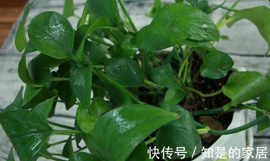 浇灌|啤酒水、淘米水、白醋水养绿萝,该怎么用,防治黄叶、精神萎靡