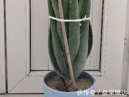 低于5度,6种花一整个冬天不浇水,也能照样活!