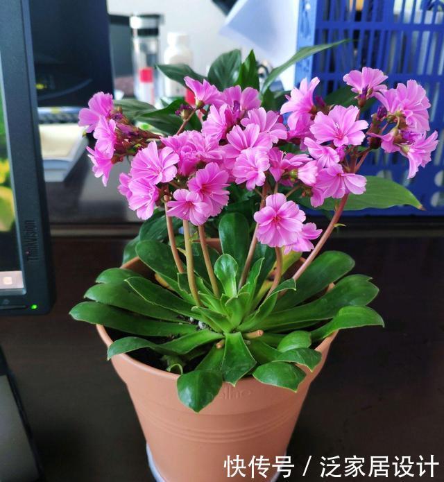 太阳花冬天会死吗