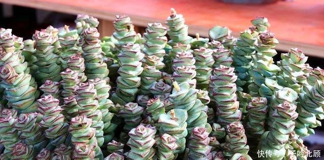 张大妈家的“多肉”又爆盆了,把我给看得“眼红”了!