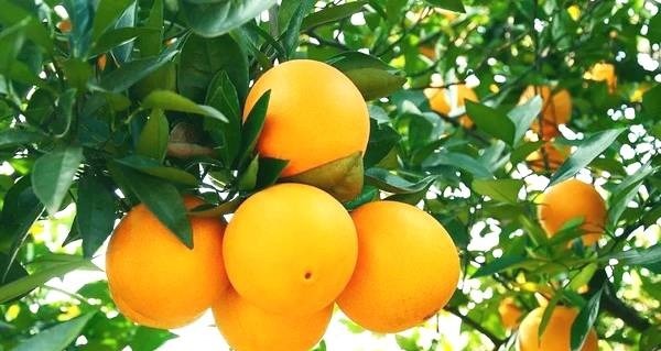 砂糖橘|糖尿病人必吃的以下三种水果，吃了血糖照稳！