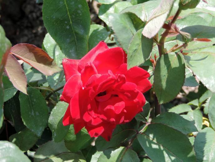 喜欢菊花，就养盆“精品玫瑰”红和平，红艳欲滴，花色靓丽！