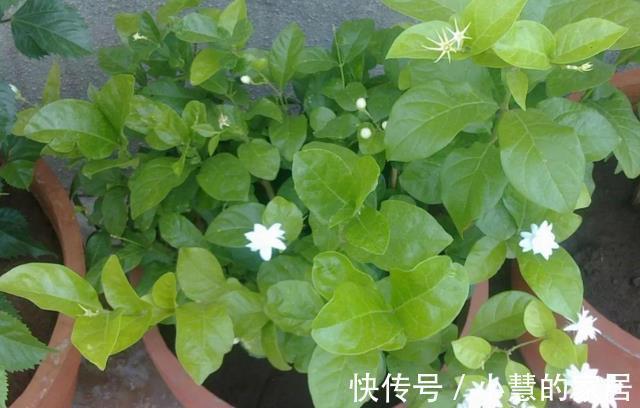 茉莉养殖注意事项,于北方盆栽,更值得多加小心