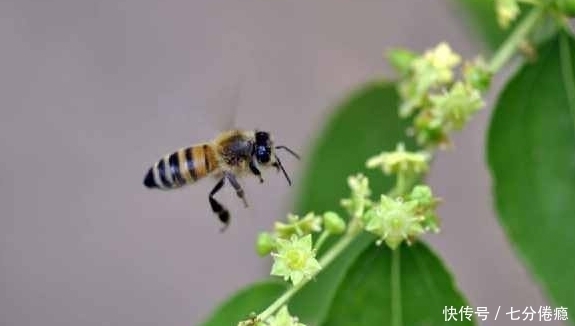 区别|看看蜜蜂是怎么死的，你就会明白枣花蜜与槐花蜜的区别