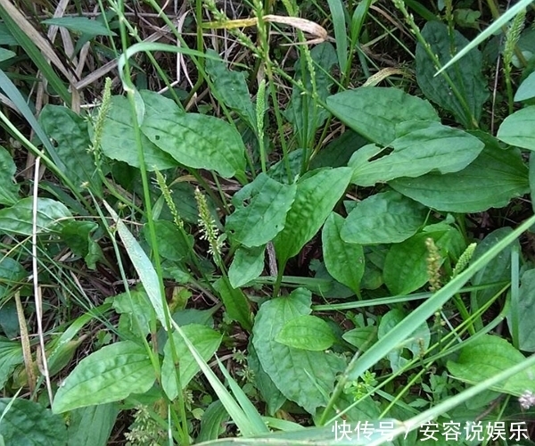 曾经“喂猪草”如今的养生菜，虽普通却有很多作用，功效营养太强