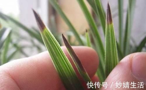 家里花草容易“干尖”4个原因要知道,用3个方法能预防