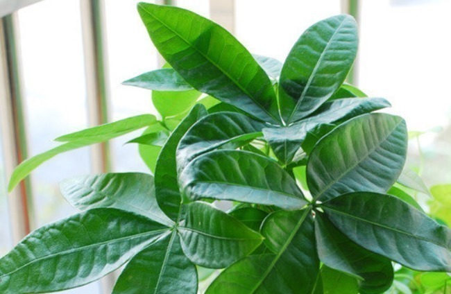 家里的这4种花不要轻易送人,养人又镇宅,有钱人都爱养!