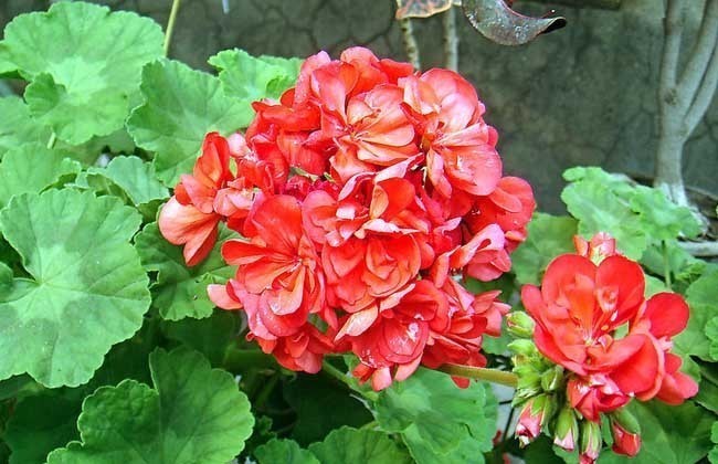 开花机器|这花被称“开花机器”,一开上百朵,爆盆花球年年有,邻居都羡慕