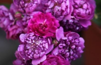 新手养花,不如养盆花中精品“甜蜜马车”,繁花爆盆,艳压群芳