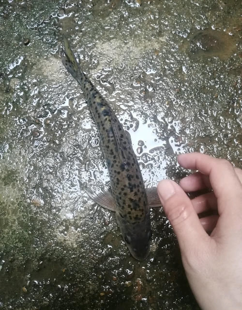 广东清远钓鱼人，水库大坝下钓起许多“老鼠鱼”来，这是什么鱼？