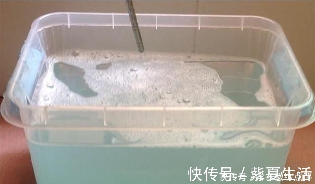 老表|月季蚜虫难消除,喷一种“液体”,蚜虫隔天就“嗝屁”,简单实用!