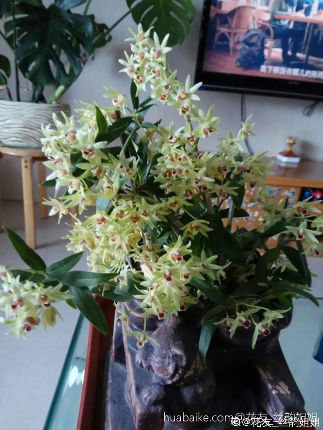 人养花,花也养人,家里养这10种花,越养越健康