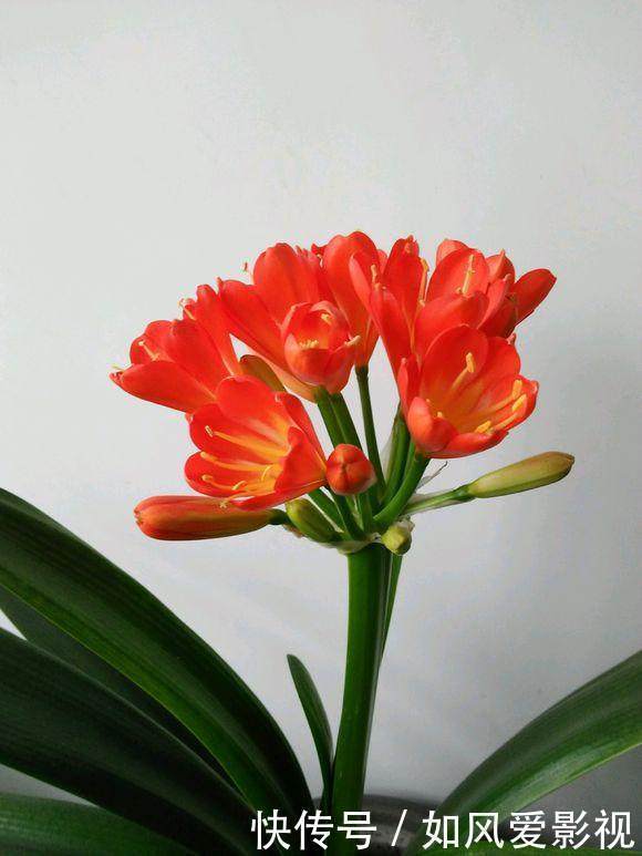 土里洒点小玩意,君子兰猛冒花骨朵,10年不烂根