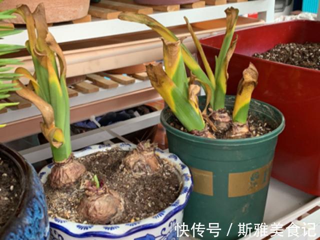 种花|9种花，天热会“假死”，千万别丢了，秋天就苏醒