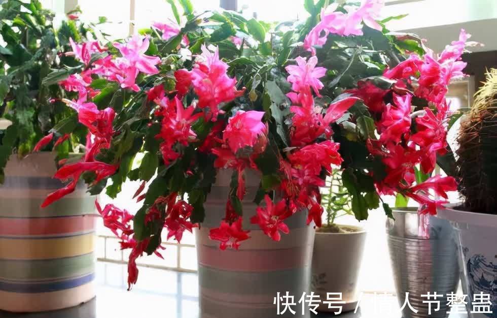 12种花,建议养一盆,不仅吸收废气,还有“旺财添福”的美好寓意